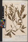 Foto von Salix cinerea L. x Salix viminalis L.